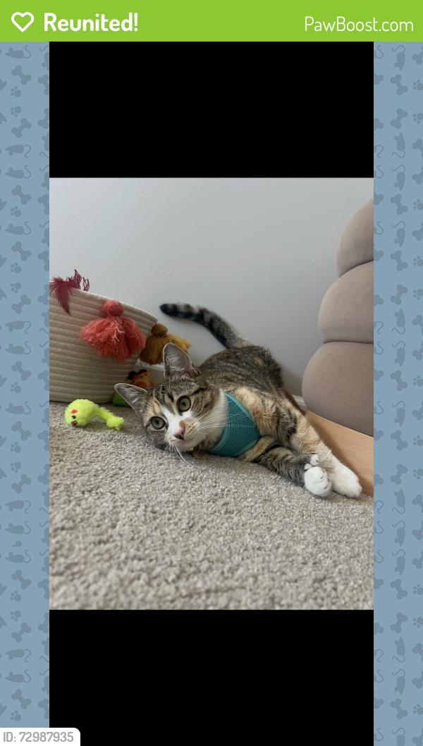 Reunited Female Cat last seen Carolina Beach Rd, Wilmington, NC 28412