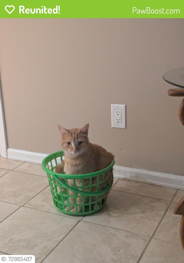 Reunited Male Cat last seen Sterns Secor, Lambertville, MI 48144
