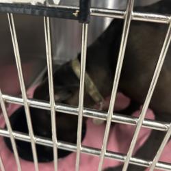 Shelter Stray Male Dog last seen , 4525 W Wendover Ave, Greensboro, NC 27409, USA