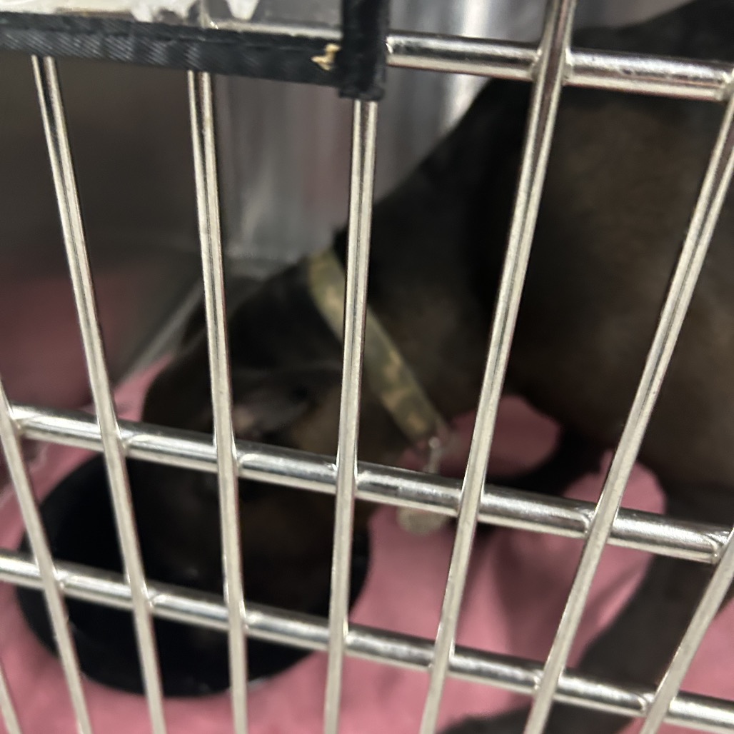 Shelter Stray Male Dog last seen , 4525 W Wendover Ave, Greensboro, NC 27409, USA