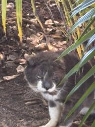 Lost Male Cat last seen Near sw 207 ave , Miami-Dade County, FL 33031