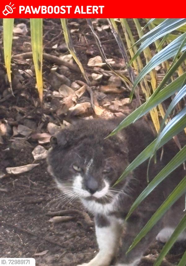 Lost Male Cat last seen Near sw 207 ave , Miami-Dade County, FL 33031