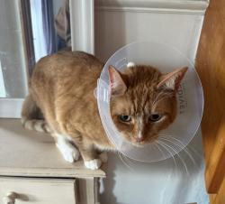 Lost Male Cat last seen Football pitch/ field Lacey Green, Cheshire East, England SK9 4BU