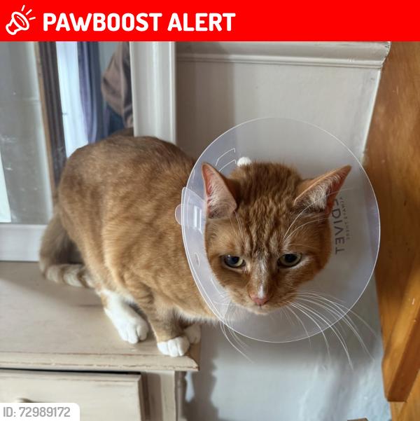 Lost Male Cat last seen Football pitch/ field Lacey Green, Cheshire East, England SK9 4BU