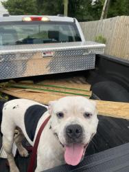 Found/Stray Male Dog last seen Freedom drive and Ranch rd, Charlotte, NC 28208