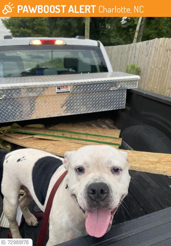 Found/Stray Male Dog last seen Freedom drive and Ranch rd, Charlotte, NC 28208