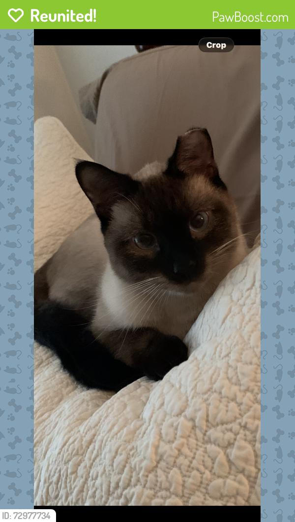 Reunited Male Cat last seen Hunter’s Glen Anderson SC , Anderson, SC 29625