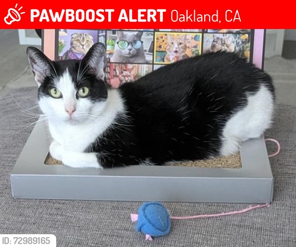 Lost Female Cat last seen Lenox Ave. and Grand Ave., Oakland, CA 94610