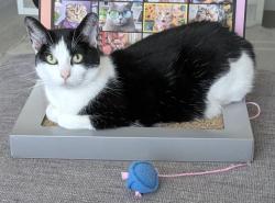 Lost Female Cat last seen Lenox Ave. and Grand Ave., Oakland, CA 94610