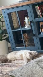 Lost Male Cat last seen At our address on Koontz Ave in Thomasville, Thomasville, NC 27360