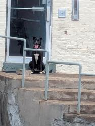 Reunited Unknown Dog last seen Barbs Diner , Carnegie, PA 15106