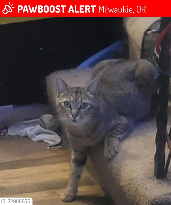 Lost Male Cat last seen Lot Whitcomb Elementary, Milwaukie, OR 97222