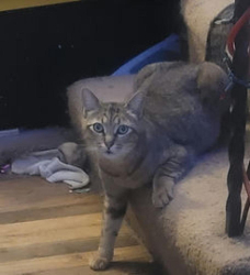 Lost Male Cat last seen Lot Whitcomb Elementary, Milwaukie, OR 97222