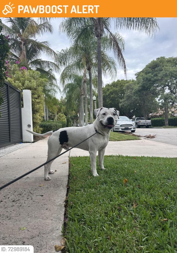 Found/Stray Male Dog last seen Southern Blvd, West Palm Beach, FL 33405