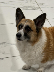 Lost Male Dog last seen Grand Canyon & Maule, Cowabunga Canyon, Las Vegas, NV 89148