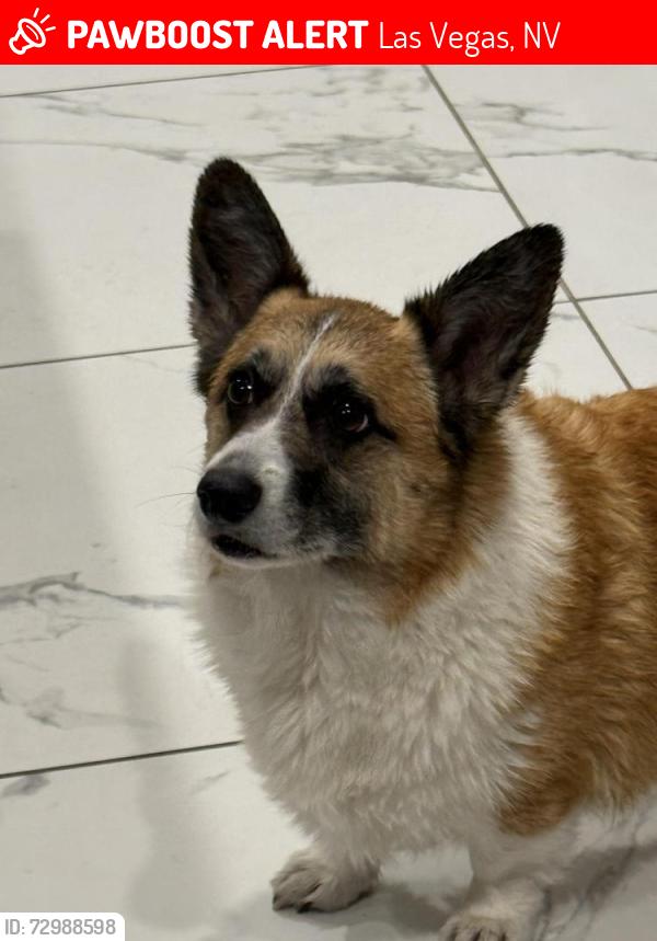 Lost Male Dog last seen Grand Canyon & Maule, Cowabunga Canyon, Las Vegas, NV 89148