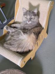 Lost Female Cat last seen Cannon and Plateau, Gulf Cove, FL 33981