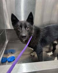 Shelter Stray Male Dog last seen , 5302 Stone St, Chattanooga, TN 37412, USA
