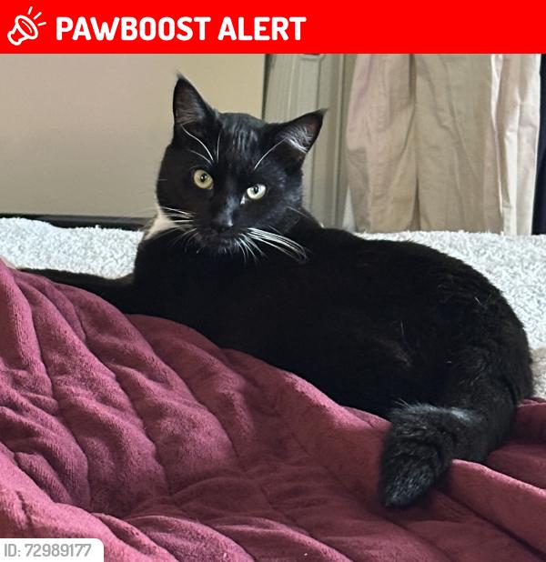Lost Male Cat last seen Chaffey Park, Bonnyrigg Heights, Bonnyrigg Heights, NSW 2177