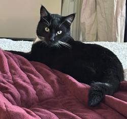 Lost Male Cat last seen Chaffey Park, Bonnyrigg Heights, Bonnyrigg Heights, NSW 2177