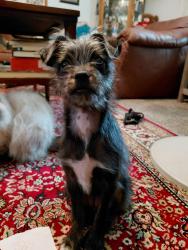 Reunited Female Dog last seen Whitendale, Visalia, CA 93277