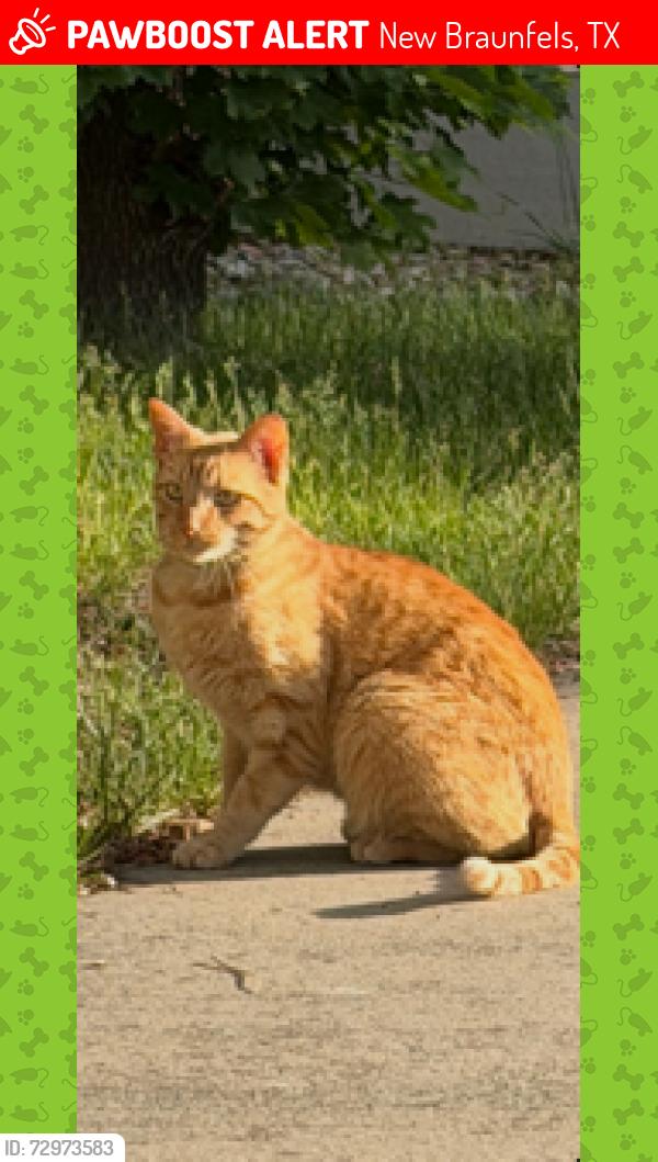 Lost Male Cat last seen Legend Point , New Braunfels, TX 78130