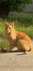 Lost Male Cat last seen Legend Point , New Braunfels, TX 78130