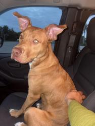 Reunited Male Dog last seen The Edison apmts, Fort Myers, FL 33905