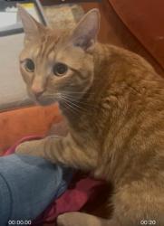 Reunited Male Cat last seen Echodale Ave, Baltimore, MD 21214