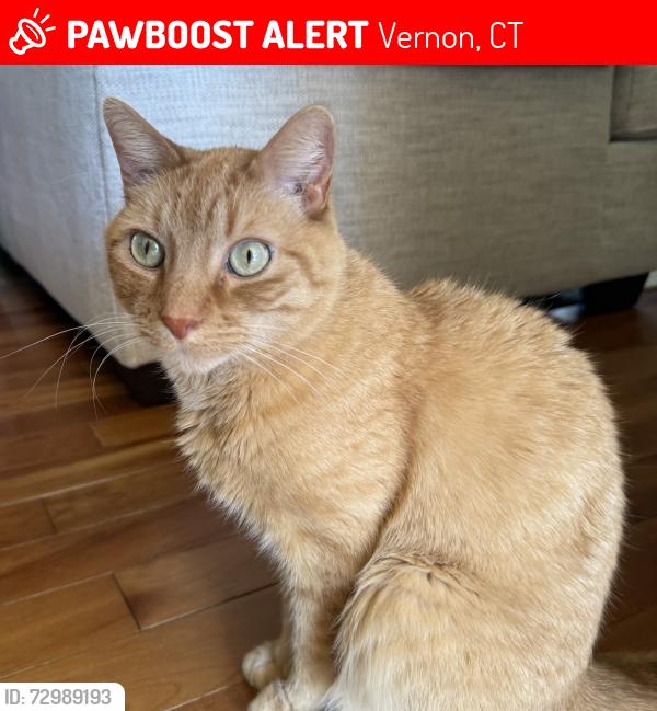 Lost Male Cat last seen apmt complex, Vernon, CT 06066