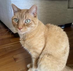 Lost Male Cat last seen apmt complex, Vernon, CT 06066