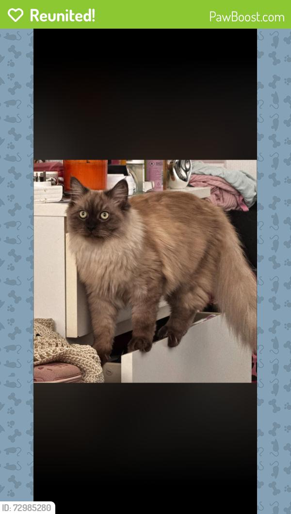 Reunited Female Cat last seen Corner of lower cairns Terrace and Cochrane Street, Red Hill, QLD 
