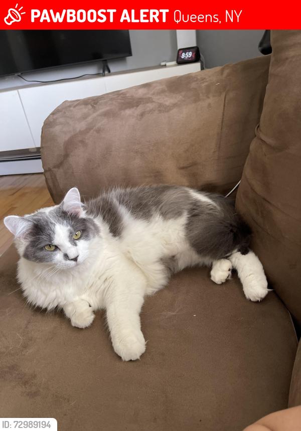 Lost Female Cat last seen Queens village, Queens, NY 11428