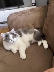 Lost Female Cat last seen Queens village, Queens, NY 11428