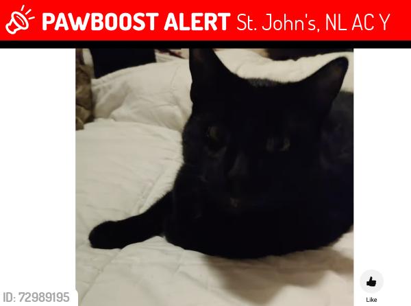 Lost Female Cat last seen Cairo Street, St. John's, NL A1C 2Y8