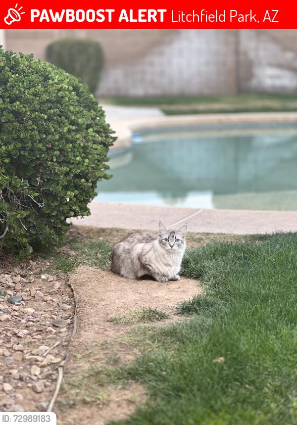 Lost Female Cat last seen N. Dysart Rd & W. Bethany Home Rd , Litchfield Park, AZ 85340