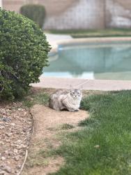 Lost Female Cat last seen N. Dysart Rd & W. Bethany Home Rd , Litchfield Park, AZ 85340