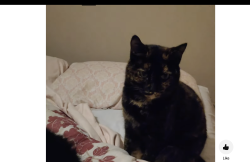 Lost Female Cat last seen Near Goodridge Street, St. John's, NL A1C 2Y8