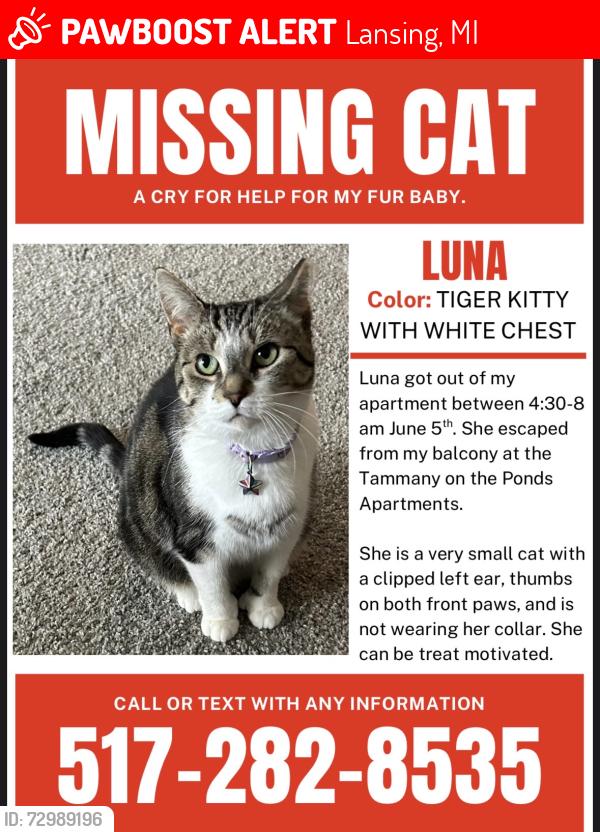 Lost Female Cat last seen C and St. Joe. Delta center elementary, Lansing, MI 48917