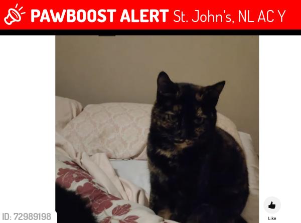 Lost Female Cat last seen Near Goodridge Street, St. John's, NL A1C 2Y8