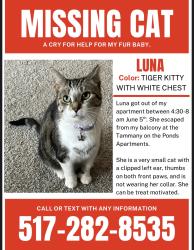 Lost Female Cat last seen C and St. Joe. Delta center elementary, Lansing, MI 48917