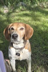 Lost Male Dog last seen LOCKPORT ROAD, HWY 230, Lockport Rd, MB R0C