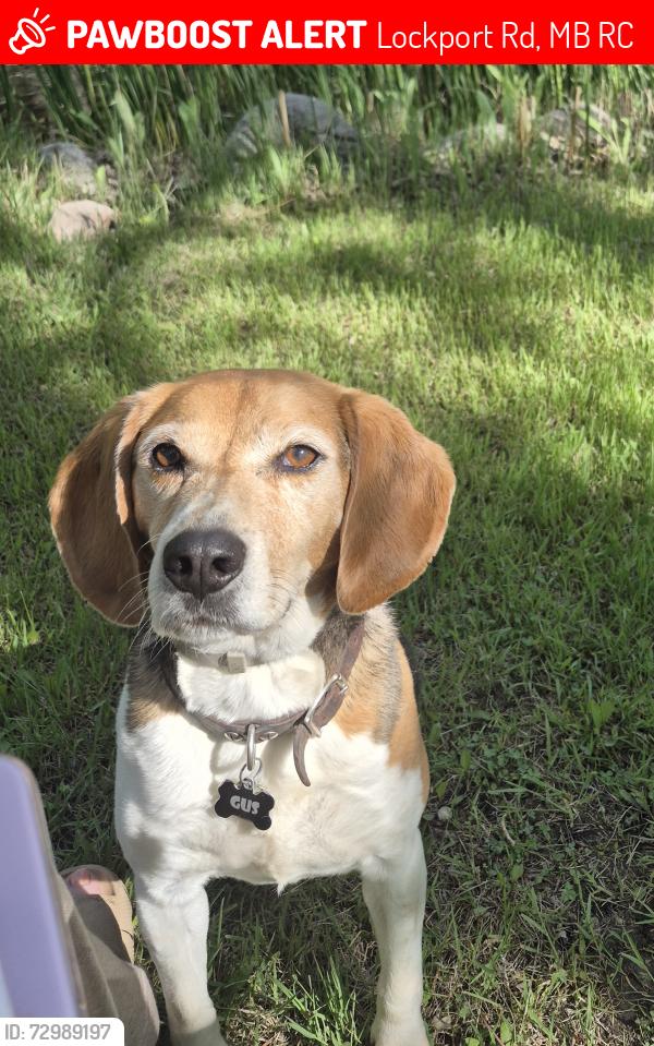 Lost Male Dog last seen LOCKPORT ROAD, HWY 230, Lockport Rd, MB R0C