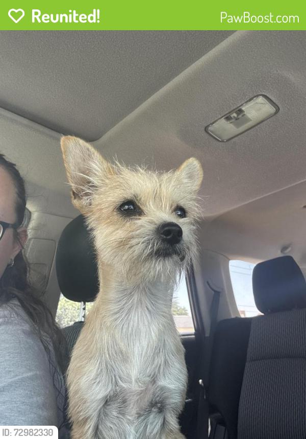 Reunited Female Dog last seen Near the Dutch bros and cinergy , Odessa, TX 79765