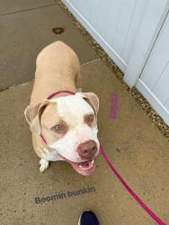 Shelter Stray Female Dog last seen Near BLOCK CIRCLE VALLEY DR, 3528 Newburg Rd, Louisville, KY 40218, USA