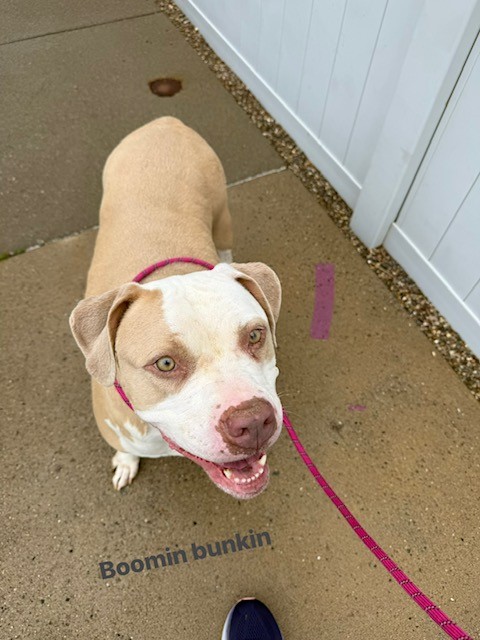 Shelter Stray Female Dog last seen Near BLOCK CIRCLE VALLEY DR, 3528 Newburg Rd, Louisville, KY 40218, USA
