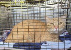 Shelter Stray Male Cat last seen Near BLOCK HUEBNER OAKS, 4710 TX-151, San Antonio, TX 78227, USA