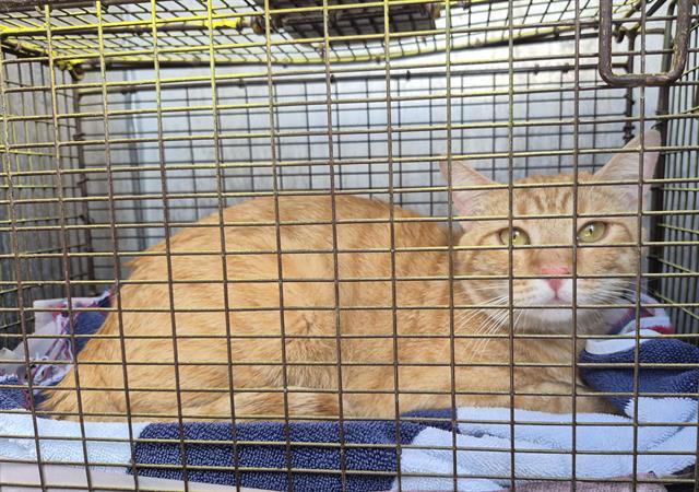 Shelter Stray Male Cat last seen Near BLOCK HUEBNER OAKS, 4710 TX-151, San Antonio, TX 78227, USA