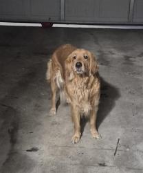 Shelter Stray Female Dog last seen Near BLOCK LOST LAKE, 4710 TX-151, San Antonio, TX 78227, USA