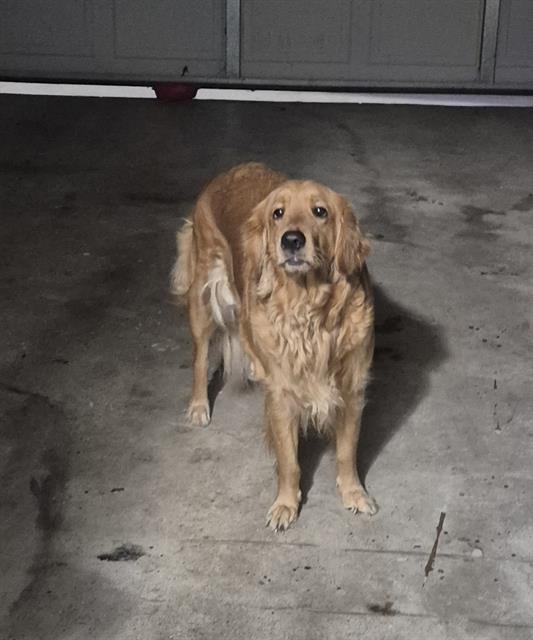 Shelter Stray Female Dog last seen Near BLOCK LOST LAKE, 4710 TX-151, San Antonio, TX 78227, USA